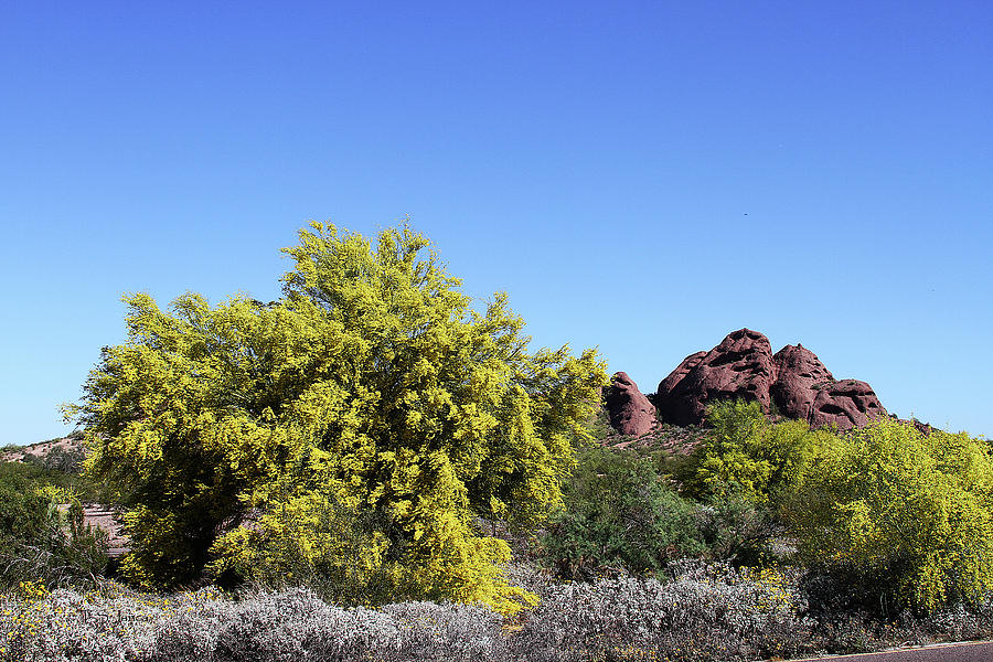 Blooming Palo Verde In Papago Park  Photograph by Tom Janca