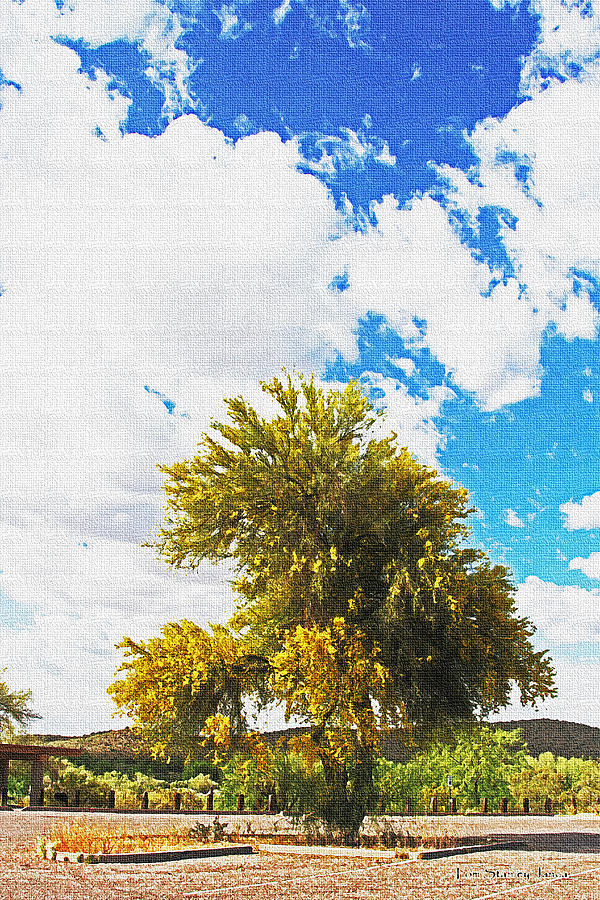 Blooming Palo Verde Tree Along The Salt River Photograph by Tom Janca