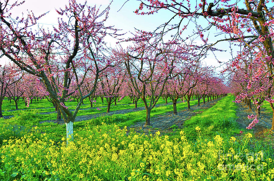 Blooming Peach Orchard and yellow mustard flowers Photograph by ...