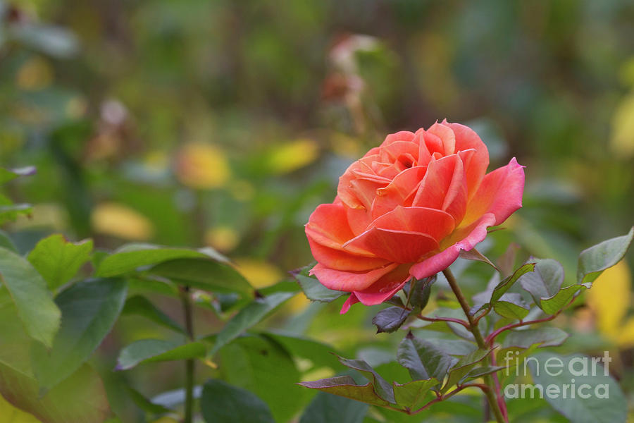 Blooming Peach Rose Photograph