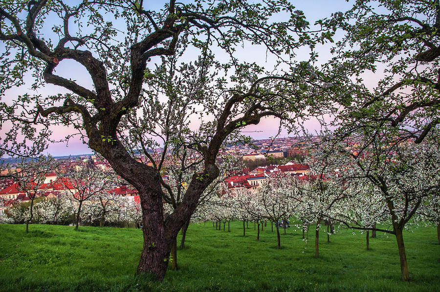 Blooming Petrin Orchards at Sunset. Prague Photograph by Jenny Rainbow