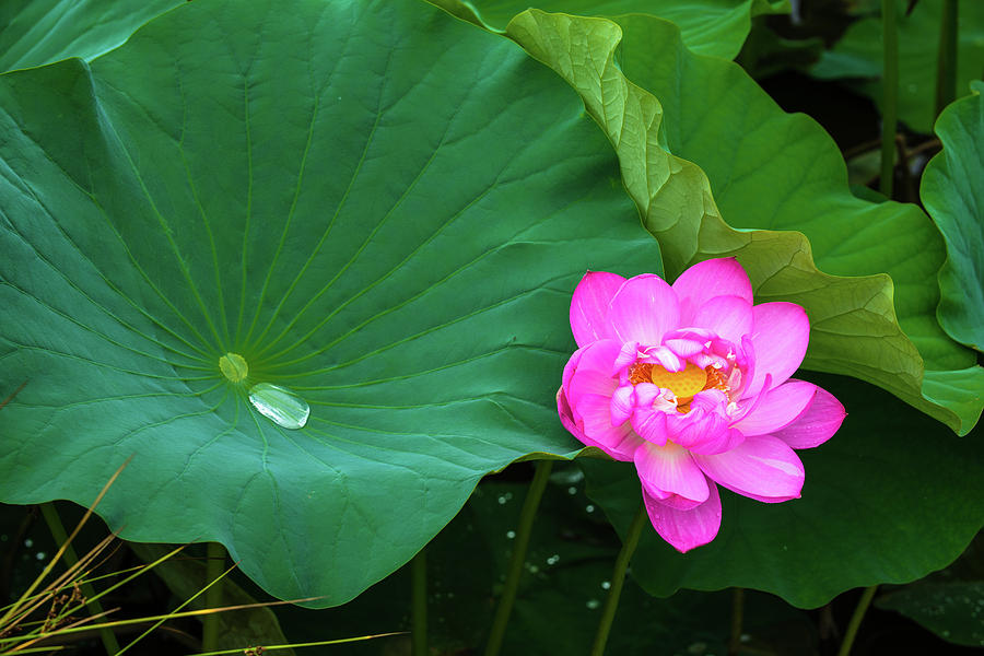 Blooming Pink and Yellow Lotus Lily Photograph by Dennis Dame