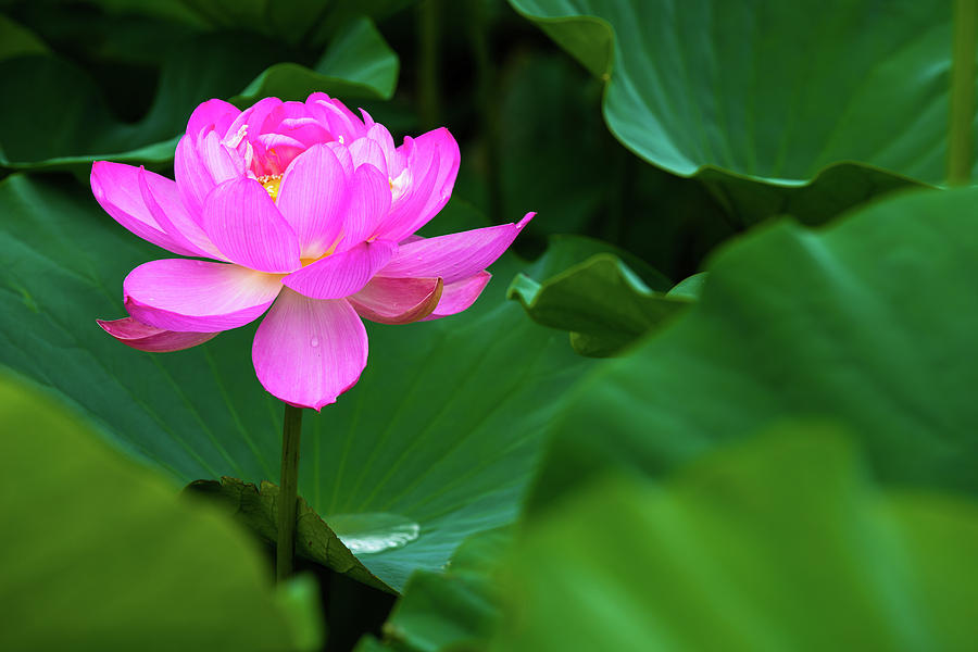 Blooming Pink Lotus Lily Photograph by Dennis Dame