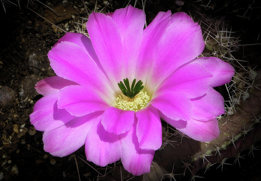 Blooming Pink Photograph by Elaine Malott