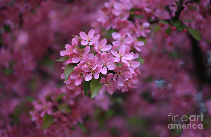 Blooming Pink Fantasy Photograph