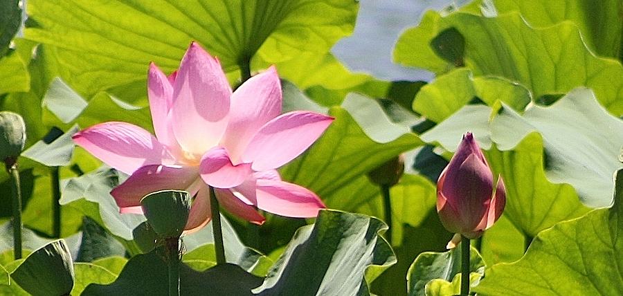 Nature Photograph - Blooming Pink Lotus by Bruce Bley