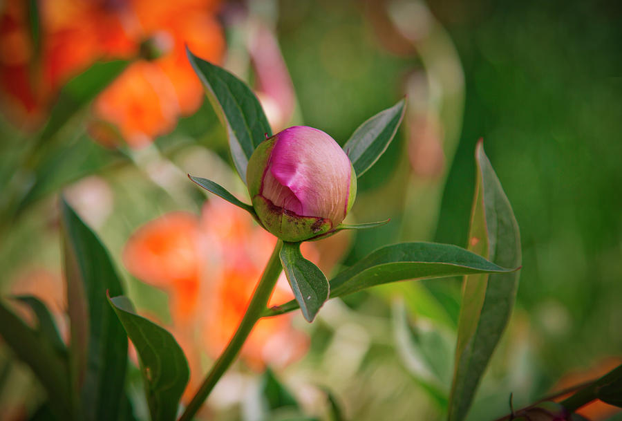 Blooming Pink Peony Bud Photograph by Teri Virbickis