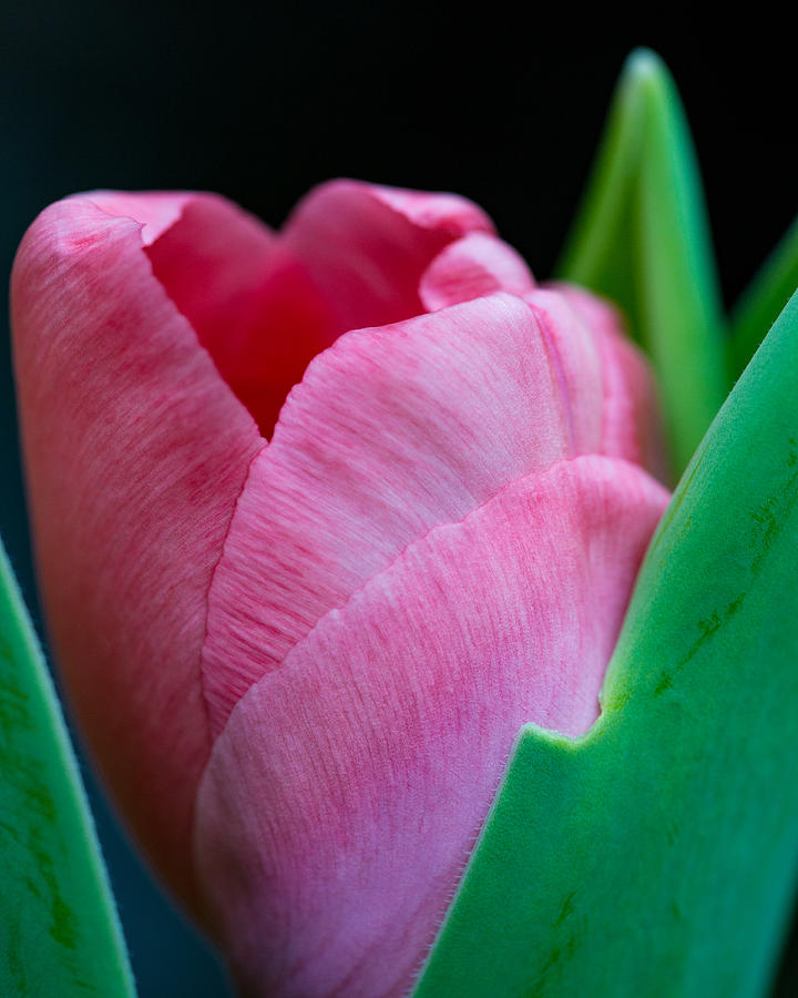 Blooming Pink Tulip Photograph by Dale Kincaid