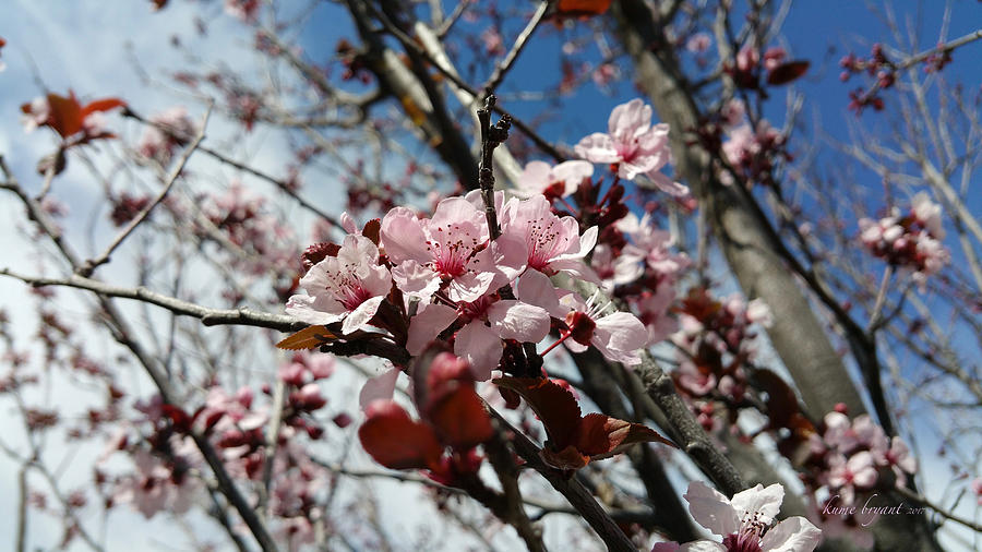 Blooming Plum Tree Photograph by Kume Bryant