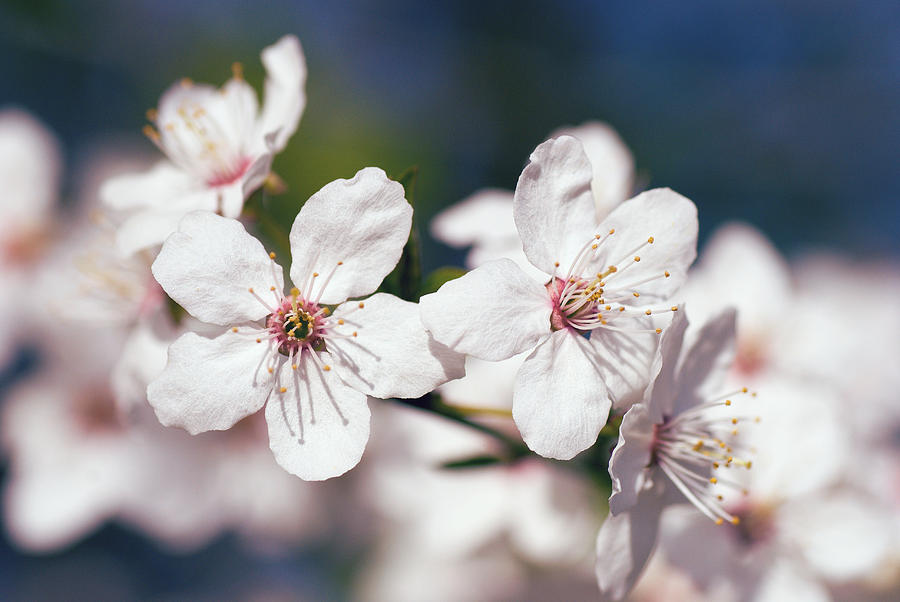 Spring Photograph - Blooming plum tree  by Martin Capek