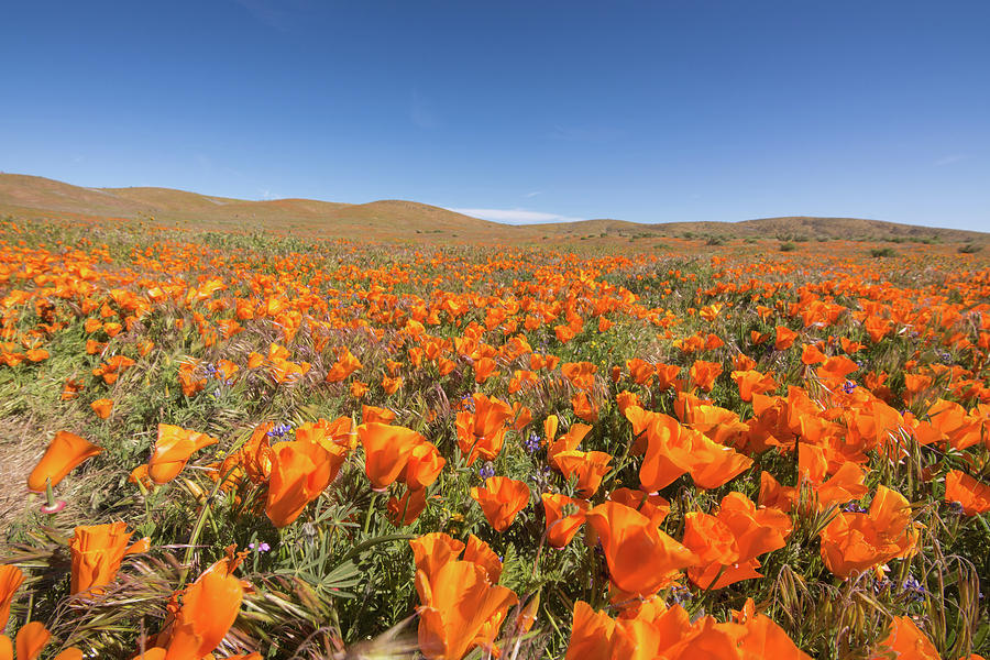 Blooming poppies in Antelope Valley Poppy Reserve Photograph by Bradley ...