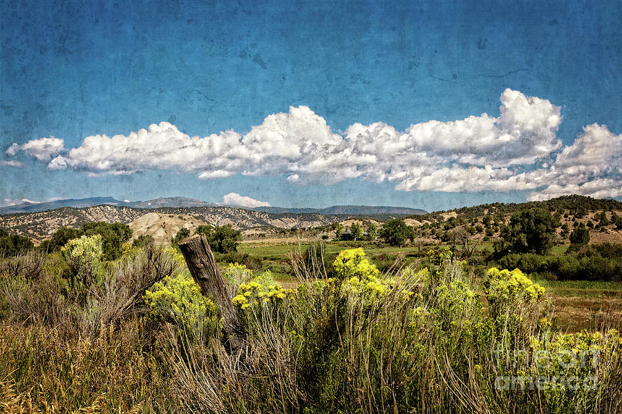 Blooming Prairie Photograph by Franz Zarda