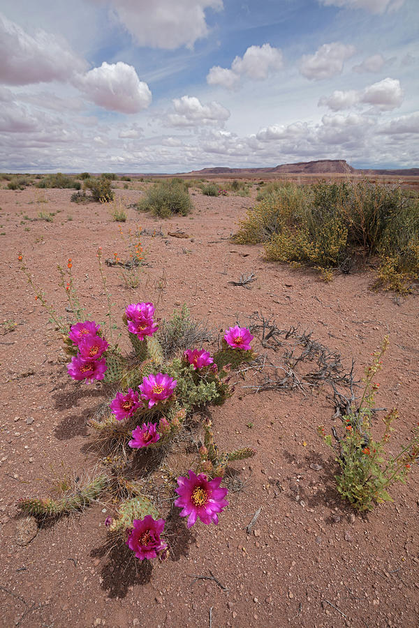 Blooming Prickly Pear Photograph by Tom Daniel
