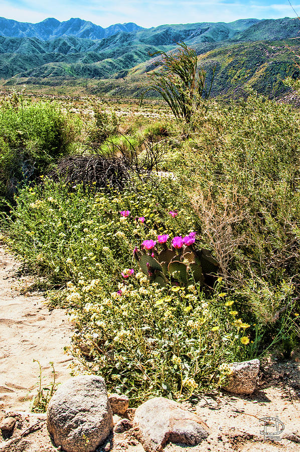 Blooming Prickly pair in Desert Daisy Garden  Photograph by Daniel Hebard