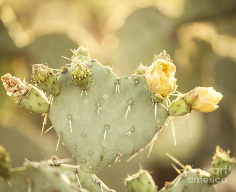 Saguaro National Park Photograph - Blooming Prickly Pear Cactus by Juli Scalzi