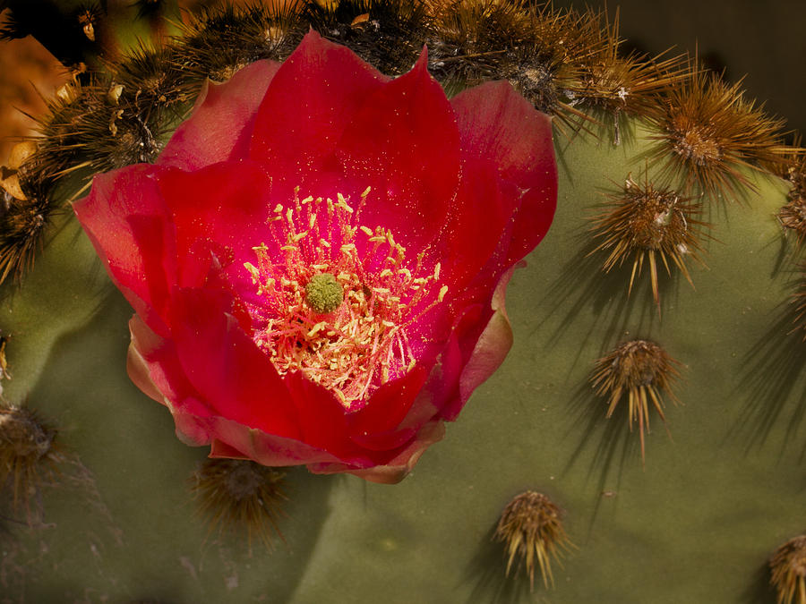 Blooming Prickly Pear Photograph by Jean Noren