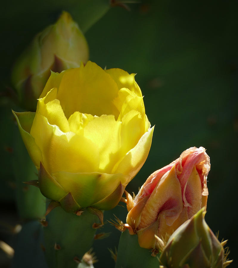 Blooming Prickly Pear Photograph by Laurel Powell