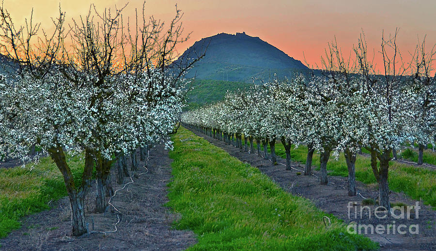 Sutter Buttes Photograph - Blooming Prune Orchard by Michelle Zearfoss