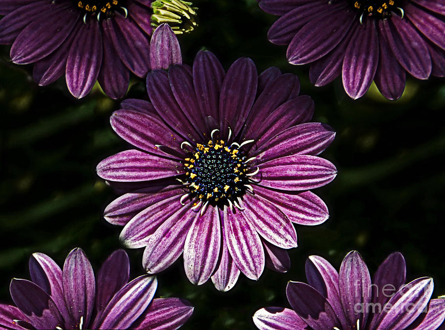 Nature Photograph - Blooming Purple by Catherine Melvin