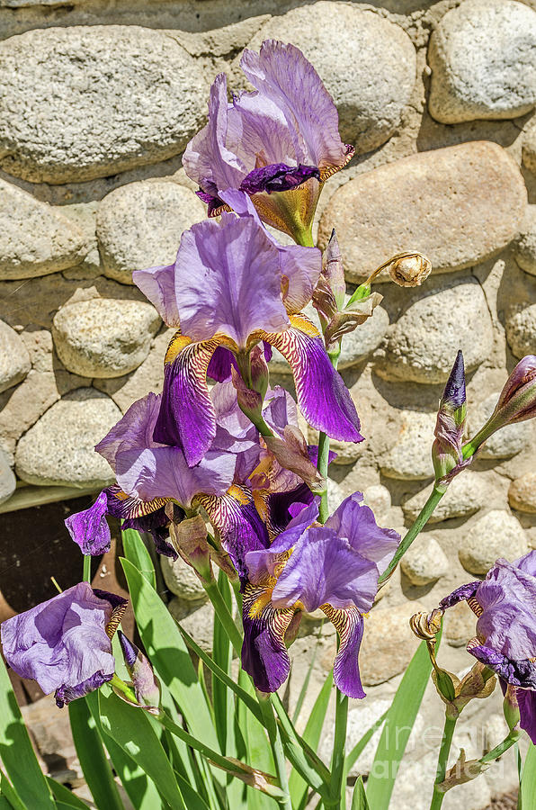 Blooming Purple Iris Photograph