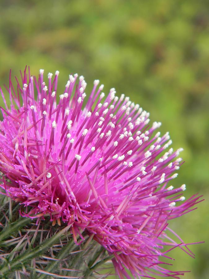 Blooming Purple Thistle 2 Photograph by Warren Thompson