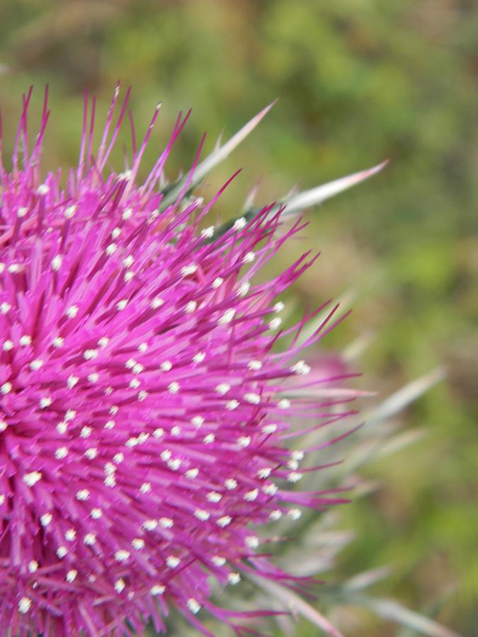 Blooming Purple Thistle Photograph by Warren Thompson