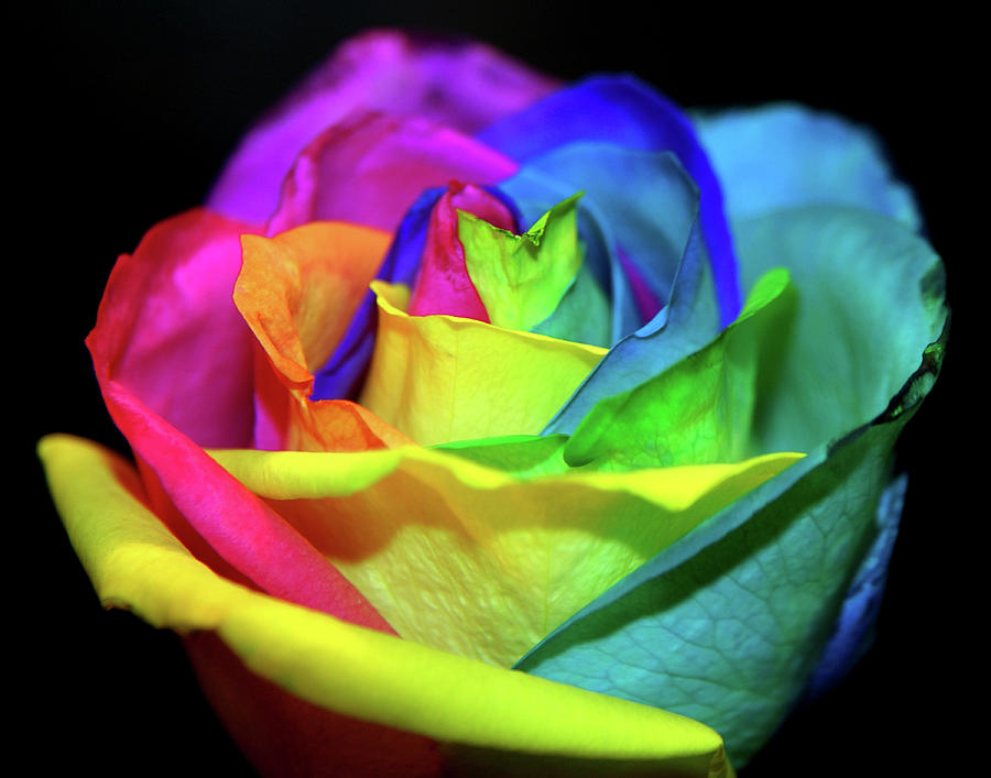 Blooming Rainbow Photograph