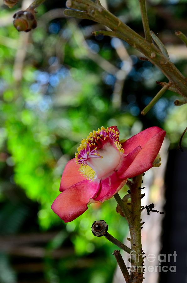 Blooming red flower of Cannonball Tree Photograph by Imran Ahmed