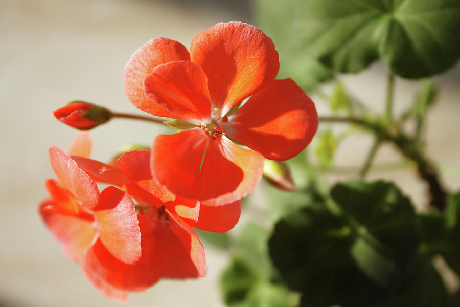 Nature Photograph - Blooming Red Geranium by Larissa Davydova