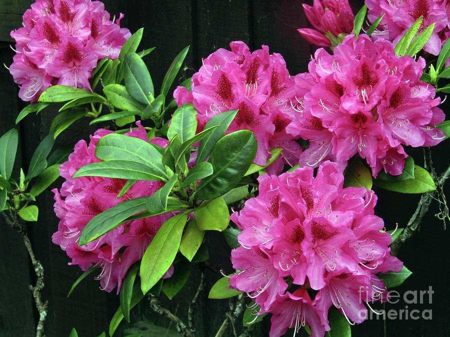 Blooming Rhododendrons Photograph by Kim Tran