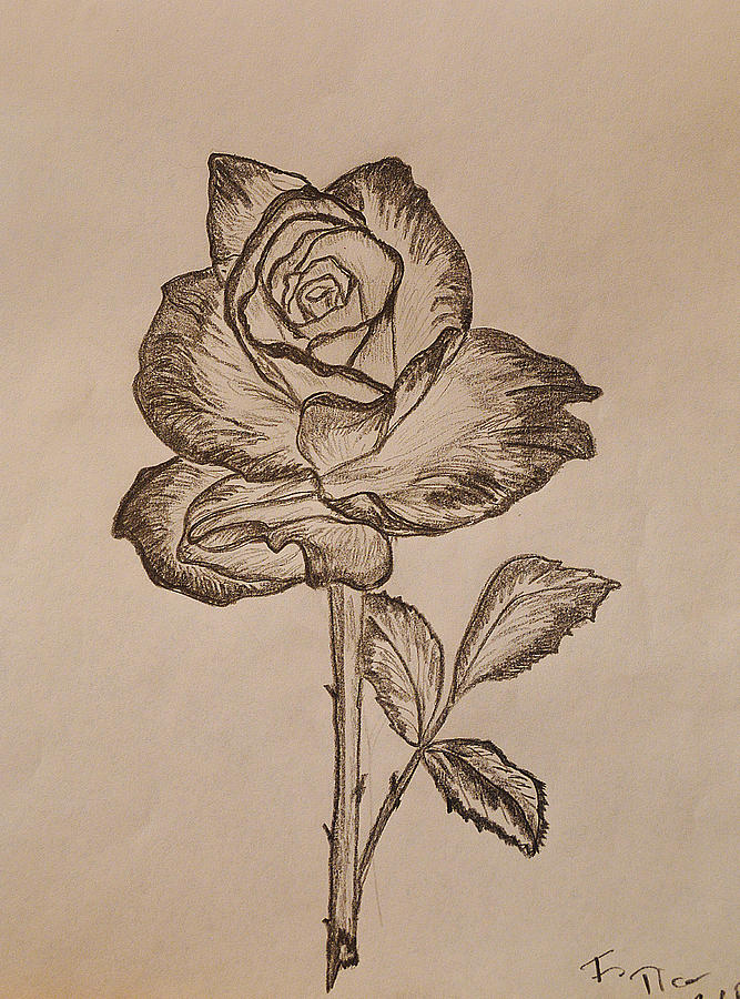 Blooming Rose Drawing by Felicia Tica Fine Art America