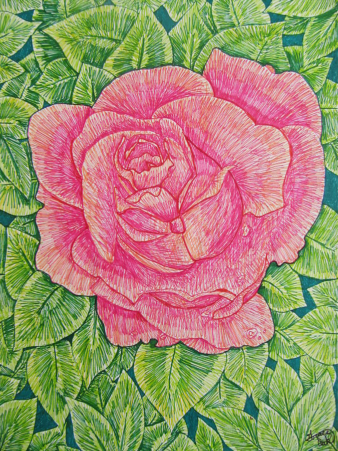 Blooming Rose Drawing by Grace Aukerman Fine Art America