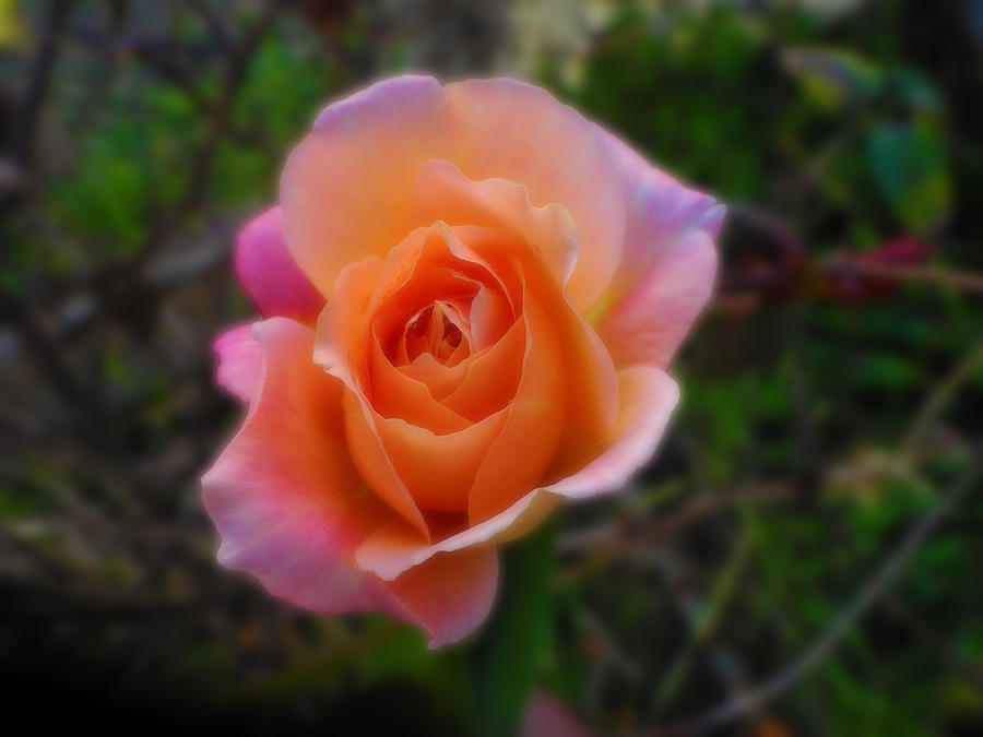 Blooming Rose Photograph by Mark Blauhoefer