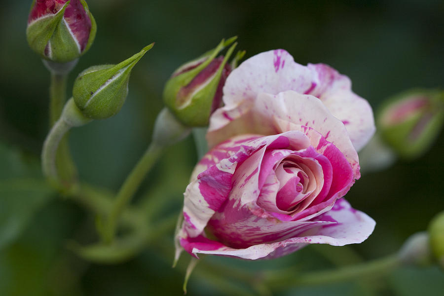 Blooming Rose Photograph by Vanessa Thomas