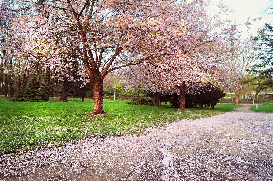 Blooming Sakura Blessings Photograph by Jenny Rainbow