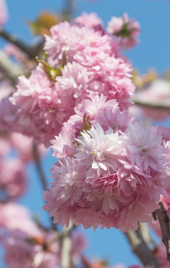 Spring Photograph - Blooming Sakura in pink color by Jaroslav Frank