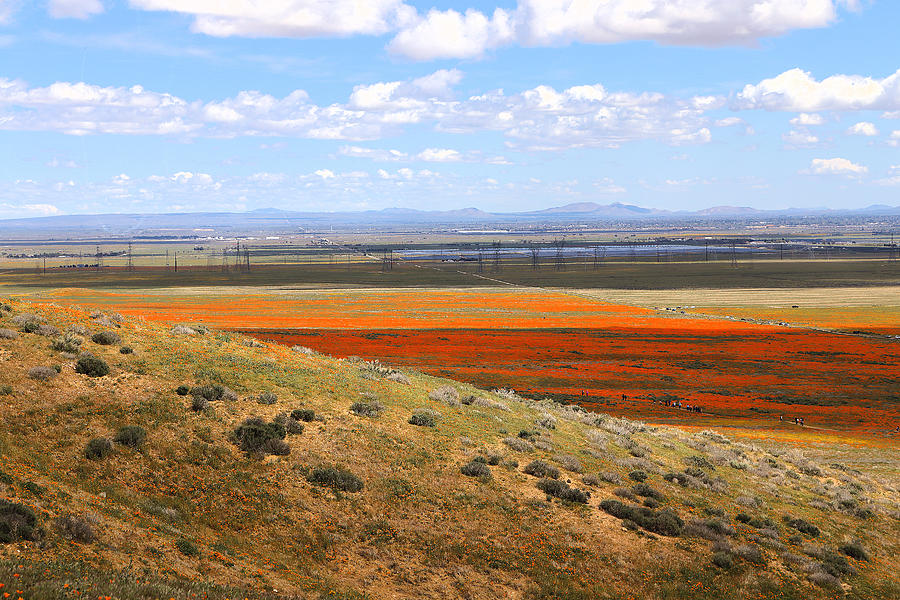 Blooming Season In Antelope Valley Photograph by Viktor Savchenko