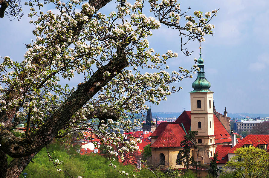 Blooming Spring In Prague. Church Of Our Lady Of Victory and St Nicholas Photograph by Jenny Rainbow