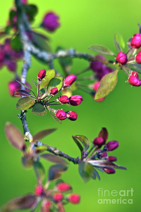 Blooming Spring Poetry Photograph by Silva Wischeropp