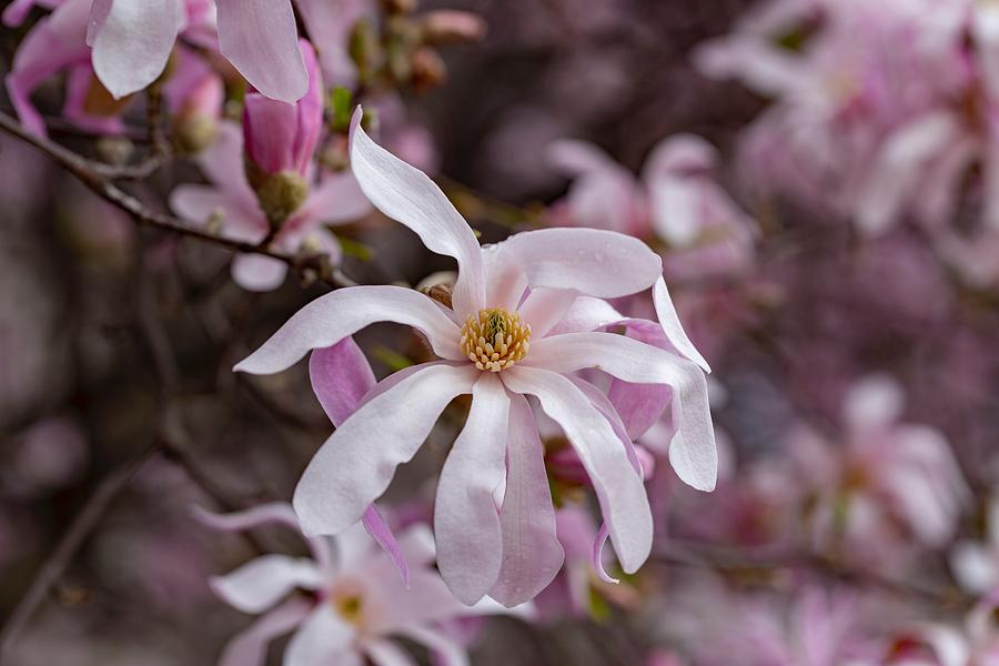 Blooming star magnolia Photograph by Lynn Hopwood