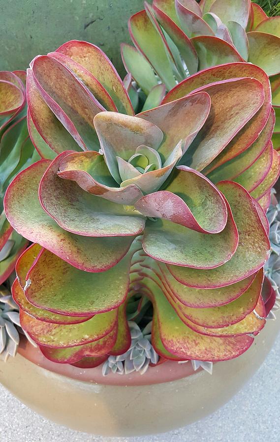 Blooming Succulent Photograph by Ian Kowalski