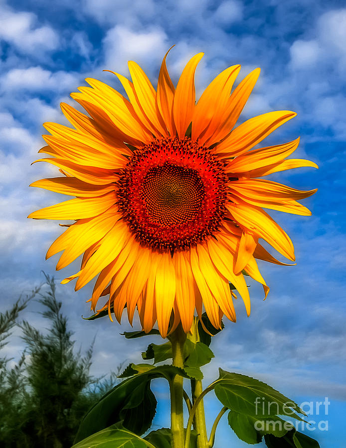 Blooming Sunflower  Photograph by Adrian Evans