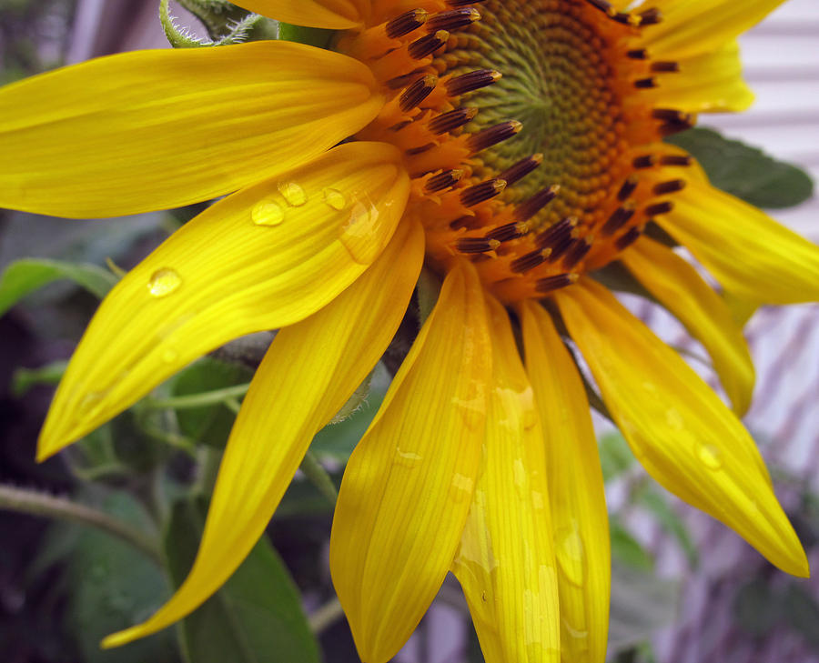Blooming Sunflower Photograph by Barbara McDevitt