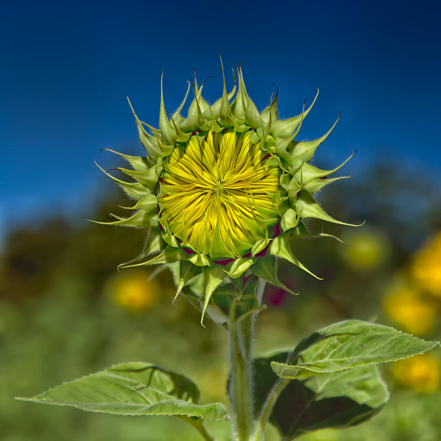 Nature Photograph - Blooming Sunflower by Cindy Archbell