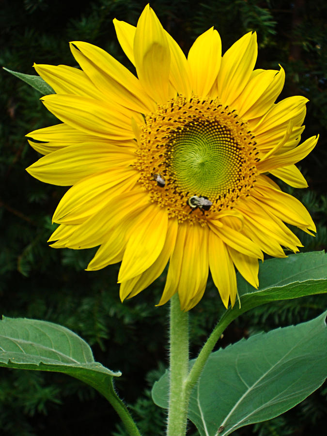 Blooming Sunflower Closeup Photograph by Natalie Holland