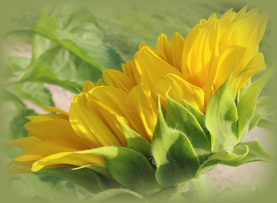 Blooming Sunflower  #1 Photograph by Dora Sofia Caputo
