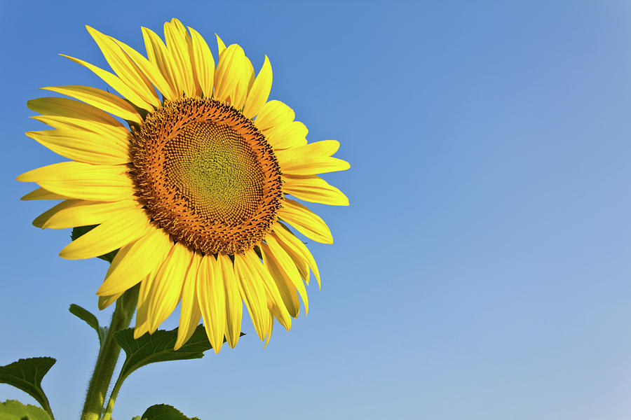 Blooming sunflower in the blue sky background Photograph by Tosporn Preede