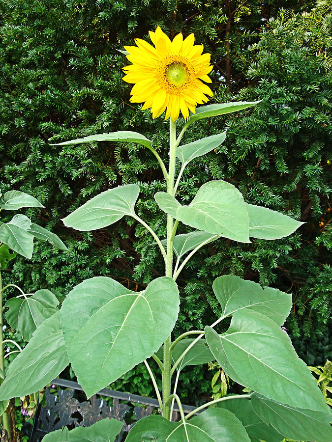Blooming Sunflower Photograph by Natalie Holland