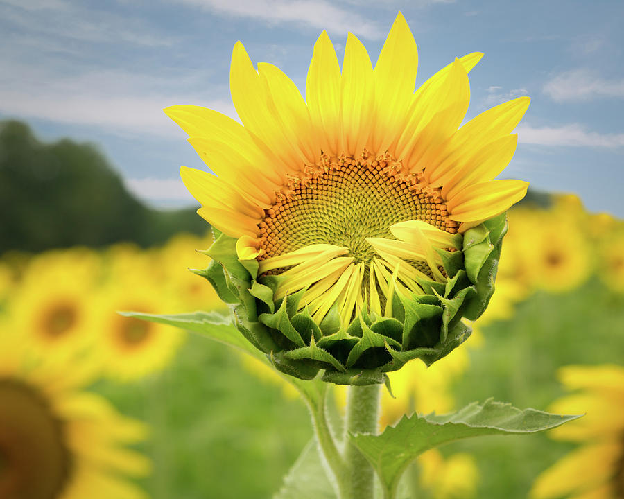 Blooming Sunflower Photograph by Natalie Rotman Cote