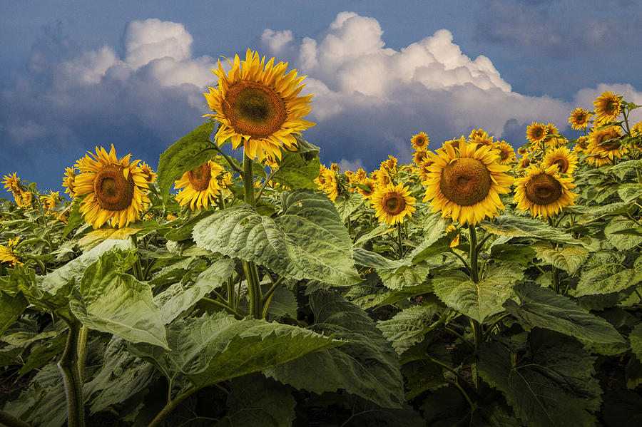 Blooming Sunflowers Against A Cloudy Blue Sky Photograph